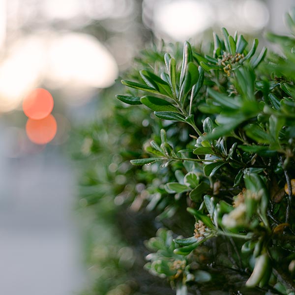 Frodig grøn beplantning